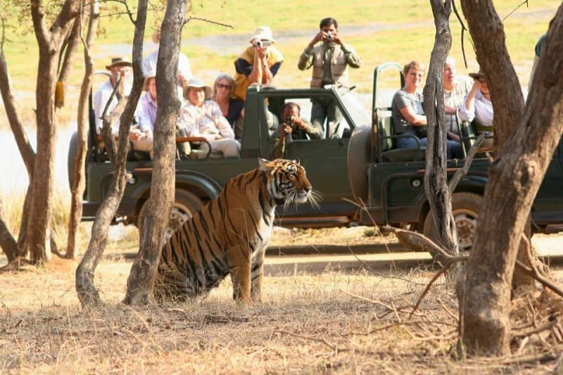 Ranthambore Safari Booking