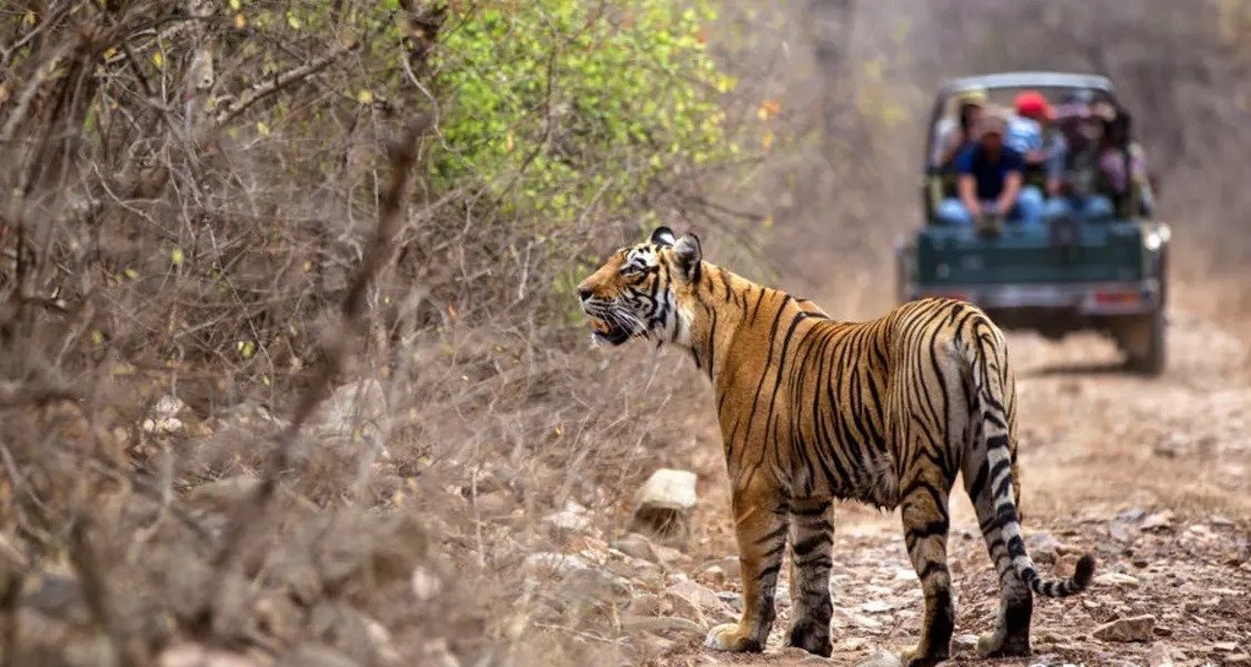 Find Ranthambore Tours & Vacations